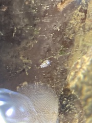 Trinchesia albocrusta