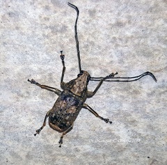Phloeobius