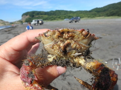 Telmessus cheiragonus