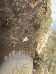 Trinchesia albocrusta