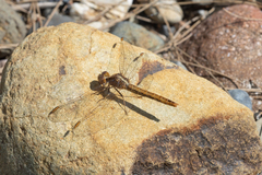 Diplacodes haematodes