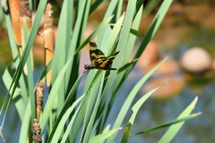 Rhyothemis variegata