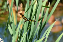Rhyothemis variegata