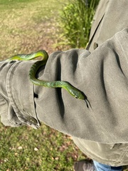 Philothamnus occidentalis