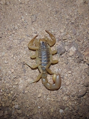 Paravaejovis spinigerus