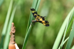 Rhyothemis variegata