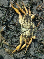 Telmessus cheiragonus