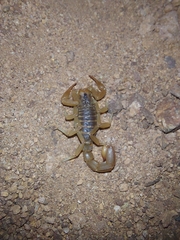 Paravaejovis spinigerus