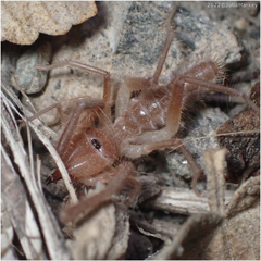 Eremobatidae