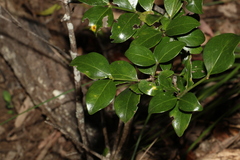 Psydrax odorata odorata