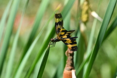 Rhyothemis variegata