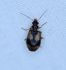 Lebia fuscata
