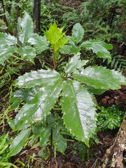 Pseudopanax arboreus
