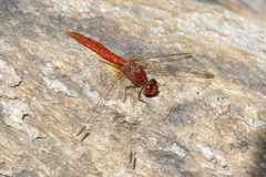 Diplacodes haematodes