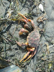 Telmessus cheiragonus