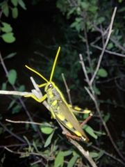 Schistocerca albolineata