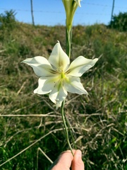 Gladiolus tristis