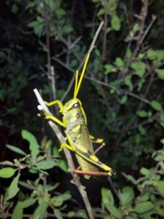 Schistocerca albolineata