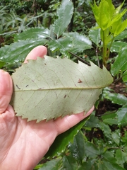 Pseudopanax arboreus