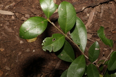 Cyclophyllum coprosmoides