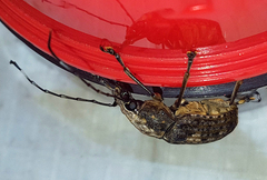 Phloeobius