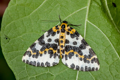 Abraxas grossulariata