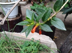 Nematanthus
