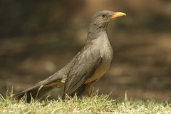 Turdus smithi