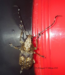 Phloeobius