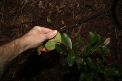 Cyclophyllum coprosmoides