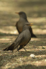 Turdus smithi