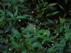 Alternanthera