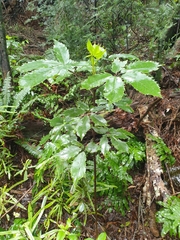Pseudopanax arboreus