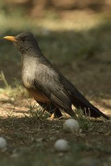 Turdus smithi