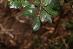 Erythroxylum