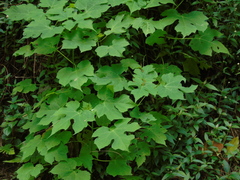 Montanoa