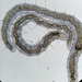 Naidid Worms - Photo (c) Igor Shelpiakov, some rights reserved (CC BY), uploaded by Igor Shelpiakov