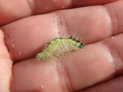 Acronicta leporina
