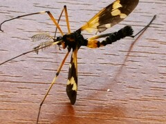 Pselliophora bifascipennis