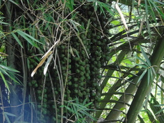 Arenga pinnata