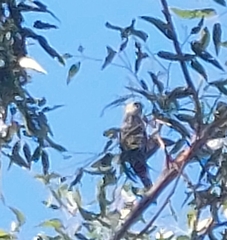 Platycercus adscitus