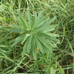 Euphorbia esula