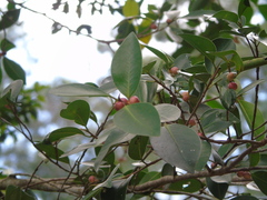 Ficus microcarpa