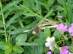 Pardosa