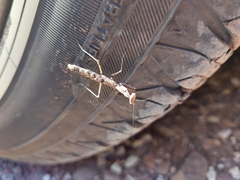 Litaneutria ocularis