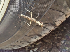 Litaneutria ocularis