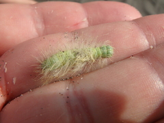 Acronicta leporina