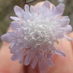Dipsacoideae