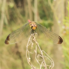 Sympetrum risi