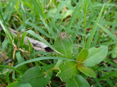 Lycosoidea